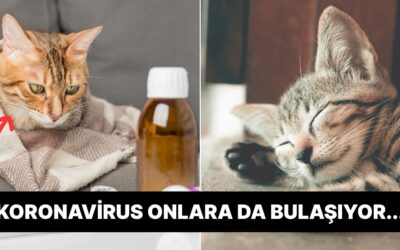 Hazır Kış Kapıda… Kediler de Grip Olur mu?