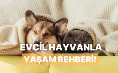 Evcil Hayvan Sahiplerinin Evinde Mutlaka Olması Gereken 10 Şey