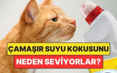 Kediler Çamaşır Suyu Kokusunu Neden Sever?