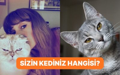 Onlar da Bizim Gibi! Araştırmalara Göre Kedilerin 5 Farklı Kişilik Tipi