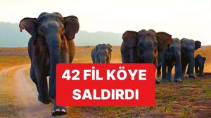 42 Filin Saldırdığı Köyde 4 Kişi Hayatını Kaybetti