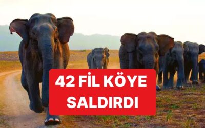 42 Filin Saldırdığı Köyde 4 Kişi Hayatını Kaybetti