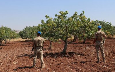 Üç Kilosu Bir Daire Değerinde! İşte Askerlerin Başında Sabah Akşam Nöbet Tuttuğu O Tarlalar