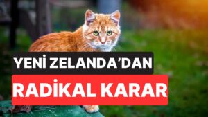 Yeni Zelanda&apos;dan Radikal Karar: Vahşi Kediler 2050’ye Kadar Tamamen Yok Edilecek