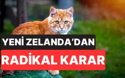 Yeni Zelanda&apos;dan Radikal Karar: Vahşi Kediler 2050’ye Kadar Tamamen Yok Edilecek