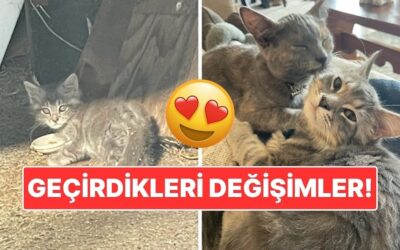 Sahiplendikleri Hayvanların Önceki ve Sonraki Hallerini Paylaşarak Kalp Isıtan Kullanıcılar