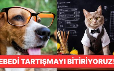 Yılların Tartışmasına Son Noktayı Koyuyoruz: Kediler mi, Köpekler mi Daha Zeki?