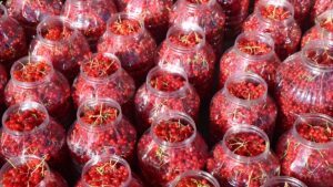 Yeni Kazanç Kapısı Belli Oldu: Sulama İstemeyen Bu Bitki Bir Yılda Servet Kazandırıyor