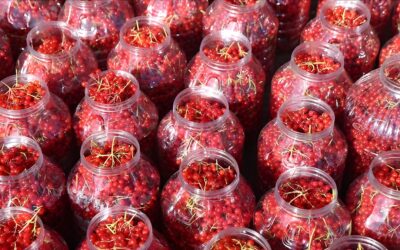 Yeni Kazanç Kapısı Belli Oldu: Sulama İstemeyen Bu Bitki Bir Yılda Servet Kazandırıyor