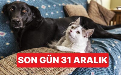 Evcil Hayvan Sahipleri İçin Son Uyarı: 31 Aralık Son Tarih