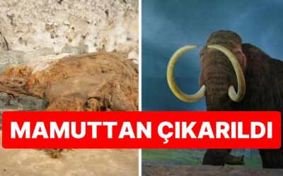 40 Bin Yıllık Sır Çözüldü: Dünyanın En Eski RNA’sı Yünlü Mamuttan Çıkarıldı