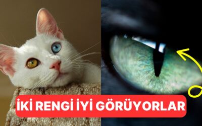 Dünyaya Onların Gözünden Bakalım: Kediler Renkleri Görebiliyor mu?