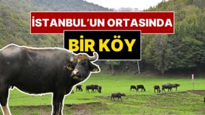 Anadolu&apos;nun Ücra Bir Köyü Değil İstanbul&apos;un Göbeği! Mandalar Otluyor, Organik Yaşıyorlar