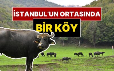 Anadolu&apos;nun Ücra Bir Köyü Değil İstanbul&apos;un Göbeği! Mandalar Otluyor, Organik Yaşıyorlar