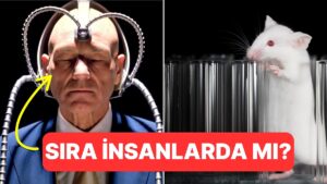 Sıra Bize mi Geliyor? Bilim İnsanları Farelerin Zihinlerini Okuyabildiklerini Söylüyor