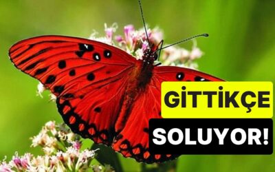Bilim İnsanları Açıkladı: Ormanlar Azaldıkça Doğa Soluyor, Kelebekler de Renklerini Kaybediyor