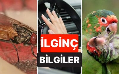 Muhtemelen Daha Önce Birçoğunu Duymadığınız Birbirinden İlginç 10 Bilgi