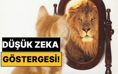 Psikologlar Açıkladı: Düşük Zeka Göstergesi Kabul Edilen 4 Alışkanlık!