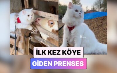 Tam Bir Prenses: Hayatında İlk Kez Köye Giden Kedinin Tatlı Şaşkınlığı