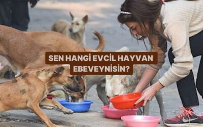 Sen Hangi Evcil Hayvan Ebeveynisin?
