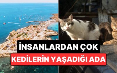İnsanlardan Çok Kedilerin Yaşadığı Akdeniz Adası: Tabarca!