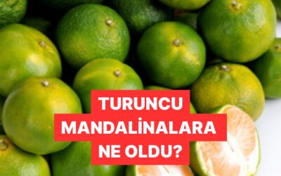 Peki Sebebi Ne? Sosyal Medyada Yeşil Mandalinaların Fazlalığı Tartışılıyor