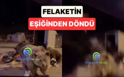 Bursa&apos;da Bir Ayıyı Elleriyle Beslemek İsteyen Adam Felaketin Eşiğinden Döndü