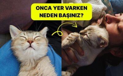 Başımızın Üstünde Yerleri Var: Kediler Neden Kafamızın Üstünde Uyumayı Seviyor?