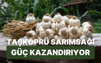 Bir Diş Taşköprü Sarımsağının Vücuduna Kazandıracağı 9 Süper Güç