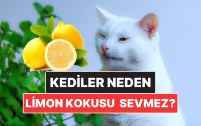 Kediler Neden Narenciye Kokusundan Nefret Eder?