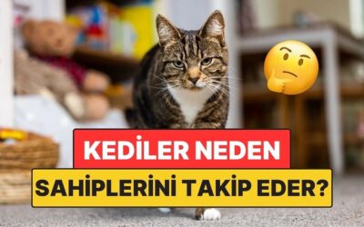 Kediler Sahiplerini Neden Her Yerde Takip Eder?