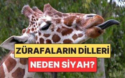Çoğu Hayvanın Pembe: Zürafaların Dilleri Neden Siyahtır?