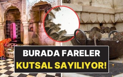 Farelerin Kutsal Sayıldığı Şaşırtıcı Mekan: Karni Mata Tapınağı