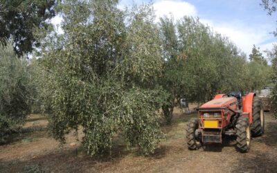 Uzmanlar Açıkladı: Kasım Ayında Dikilen ve 80 Yıla Kadar Meyve Veren 5 Ağaç