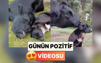Sizi La Fontaine mi Yazdı? Bir Çiftlikte Yaşayan Köpek ve İneğin Dostluğu İçinizi Isıtacak