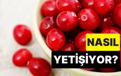 Nerede Yetiştiğini Biliyor muydunuz? Gerçeği Öğrenince Turna Yemişi Yemek İstemeyeceksiniz