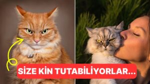 &quot;Hiçbir Kedi Benden Kaçmasın&quot; Diyorsanız: Kedilere Kendinizi Sevdirme Yolları