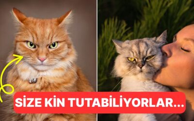 &quot;Hiçbir Kedi Benden Kaçmasın&quot; Diyorsanız: Kedilere Kendinizi Sevdirme Yolları