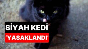 Cadılar Bayramı Öncesi Dikkat Çeken Karar: Siyah Kedi Sahiplenmek Yasaklandı