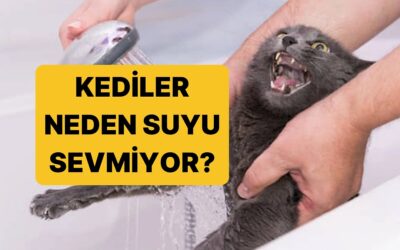 Kediler Neden Sudan Nefret Eder?