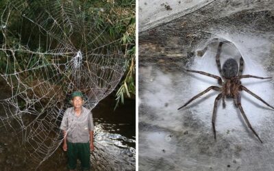 111 Bin Örümcek Aynı Yerde Yaşıyor! Dünyanın En Büyük Örümcek Ağı Bulundu