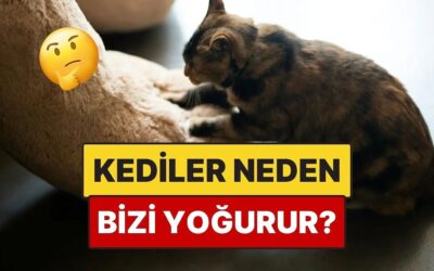 Kediler Neden Yoğurma Hareketi Yapar?