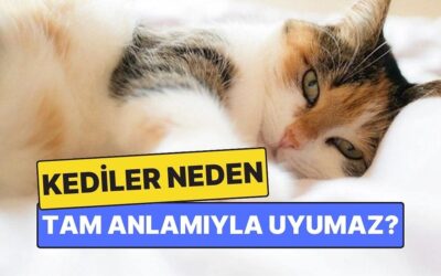 Kediler Neden Tam Anlamıyla Uyumaz?