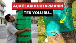 Avrupa&apos;da Çiftçiler Mahsullerini Kurtarmak İçin Ağaçlara Bant Yapıştırmaya Başladı!