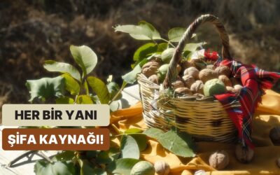 Kendisi, Suyu, Yaprağı, Kabuğu! Her Yanından Şifa Yayan Cevizin Faydaları