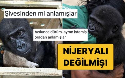 Türkiye'de Kalacak: Yavru Goril Zeytin'in Nijeryalı Olmadığı Ortaya Çıkınca Goygoyu Eksik Kalmadı!