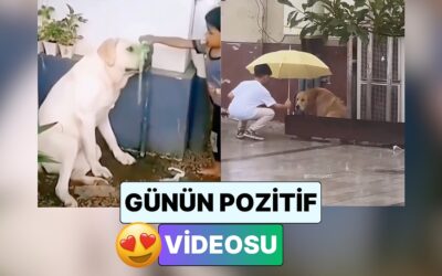 Köpekler ve Çocukların Dostluklarının Bir Araya Getirildiği Video İçinizi Sıcacık Yapacak