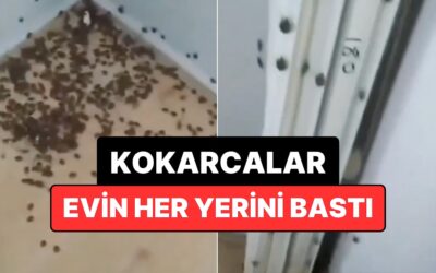 Ordu&apos;da Kokarcaların Bastığı Bir Ev Görüntülendi!
