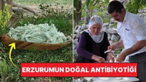 Fransa&apos;da Olsa Beğenirsiniz! Erzurum&apos;un Gizli Şifası Küflü Peynir