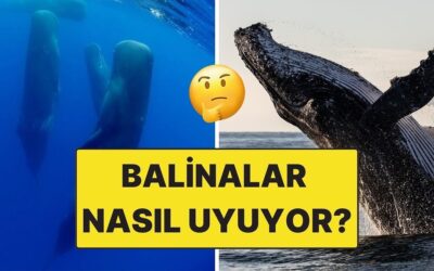 Hep Yarı Uyanıklar! Balinalar Suyun Altında Nasıl Uyuyor?